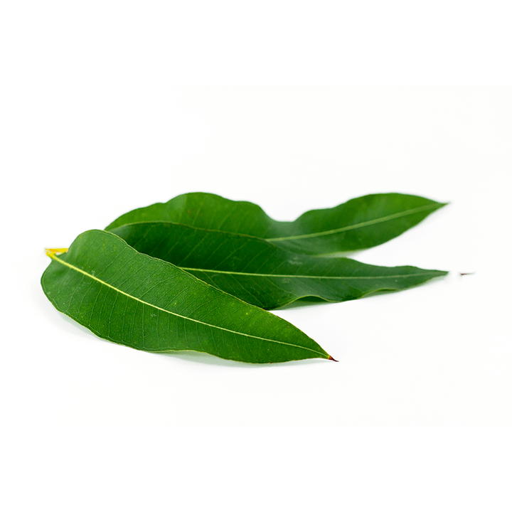 Eucalyptus globulus ca parte a Artovitel